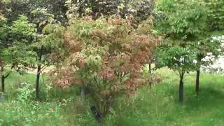 Chris Orser Landscaping; Burning Bush' for sale!