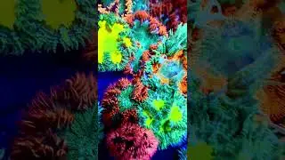 Rock Flower are best when they have friends. #coralaquarium #reef2reef #reefaddict #reeftank #RFAnem