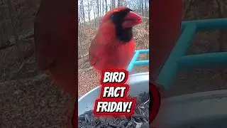 Bird Fact Friday: Cardinal #birds