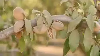 CPT technology in almonds harvesting , processing, and cleaning.  #almond #harvesting#processing