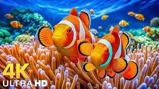 DREAM AQUARIUM 4K - Marine Life, Sea Animals and Coral Reef - Beautiful Relaxing Music for Sleep