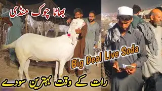 Live Soda Big Deal Bhatta Chowk Mandi Update 11 June 2024 | Naseeb Ka Soda Qurbani