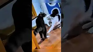 EPIC CAT WRESTLEMANIA! WWE-Style Cat Fights Compilation 🐱💥 Championship Clash!