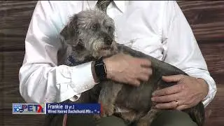 Pet Connection Frankie 2-7-23