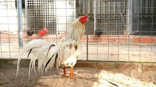 Trạng lớn khung đẹp gà tuyển/ Tung Vlog