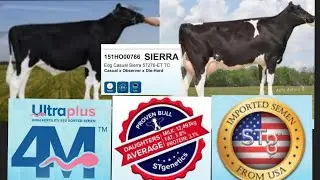 ST GENETICS BULL SIERRA 🐮FULL DETAILS🐮HIGH FERTILITY SEX SORTED SEMEN🐮#mannfarms #dairyfarm