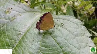 Heliophorus epicles