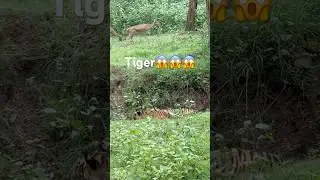 Tiger found in kabini😱#kabini #tiger#travel