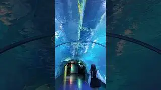 SEA LIFE COEX Aquarium in Seoul Tour #sealifecoexaquarium #rebranding #grandopening #visitseoul