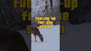 Snowfall on Deer and Birds Eating