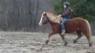 Hannah working with Haflinger pony, Sabine.
