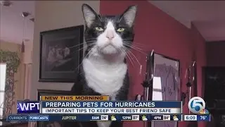 Prepare your pets for hurricane season