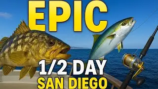 Guy Gets Spooled by Yellowtail | Calico Bass & Surface Iron Action out of San Diego