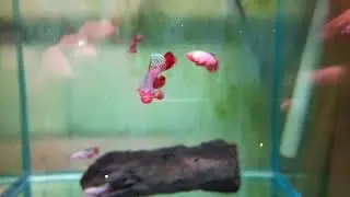 Nothobranchius rubripinnis