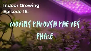 Indoor Growing for Beginners - Fertilizing in the Veg Phase