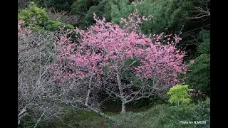 高知山のヒカンザクラ