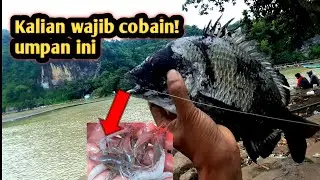 Mancing ikan bekukon umpan udang jambu full strike