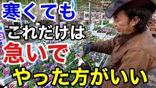 【今年は手遅れになります】１月やるべき園芸作業教えます　【園芸】【ガーデニング】【初心者】