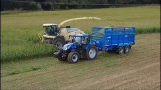 Maze harvesting in Wiltshire