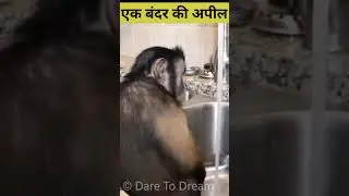 Monkey is appealing for wearing mask| #Shorts