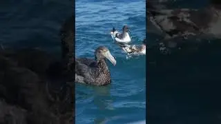 Albatrosses and giant petrels in real life in the stunning Kaikōura NZ