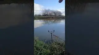 winter Roach on the parrett