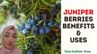 Juniper Berries Benefits & Uses