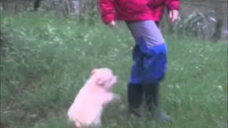 labrit &agrave; vendre