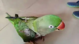 Mithu Chhup Gaya 🦜😱😱