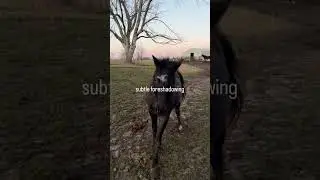 My pony may have run over my dog! 🙈 Thankfully she was fine so I made a video. 😂