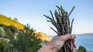 Internacional forest health tourism Workshop Mimice Croatia 14.06-17.06. 2018