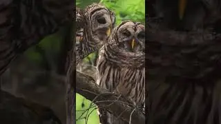 Owl Love #owl #love #bards #beautiful