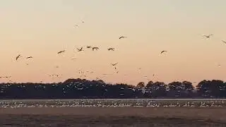Pungo Lake, NC_1.8.2023 part 1