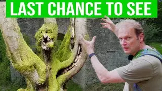Last Chance To See - The Green Fortress - A Race Against Time