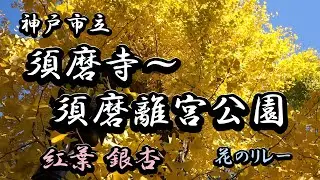 【須磨寺】【須磨離宮公園】に行って紅葉観て来ました