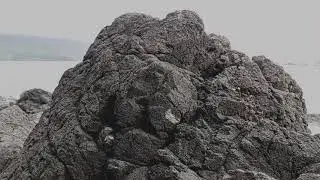 Coral reef | cinematic