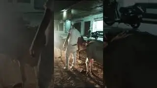 #cow #gaumata #lucknow