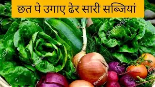  100 200 रोज बचाती हु छत पे लगाए हुई सब्जियां ✨