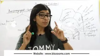 Buccopharyngeal cavity / Breathing  exchange of gases / Dr. Poonam Ahlawat / Biozooms / Neet Course.