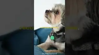Dogs Understand More Than You Think 🐶