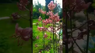 Лилия Мартагон Манитоба Морнинг. Красавица !!!