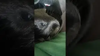 Mon cochon d'inde est mort 😭😭😭 (en f&eacute;vrier )......