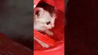 Funny Cat Playing in a Plastic Bag 😹#shorts#youtubeshorts#cat#funnycat#cute#kitten #shortvideo #fypシ