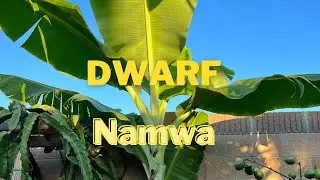 Dwarf Namwa Banana pups by The Noob Gardener