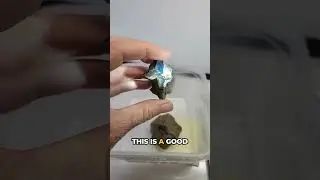 This raw blue amber is better than I thought