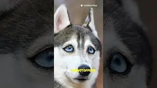 7 Husky Secrets That Will Blow Your Mind!🐶 #dog #cutedog #huskydog #doggie #huskypics #husky