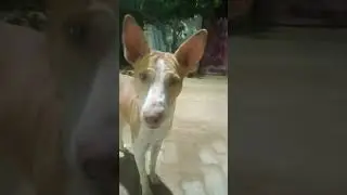 street dog reaction of poppy crying sound