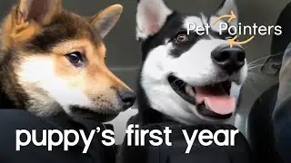 Puppy Milestones | Pet Pointers