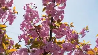 SVT -  Киевская сакура! Sakura(Kiev 2019)