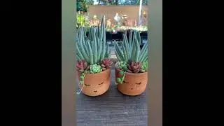 🌵 Succulent Indoor Arrangement Ideas | Modern Plant Decor 🏡#suculentas #indoorplants #shorts #viral